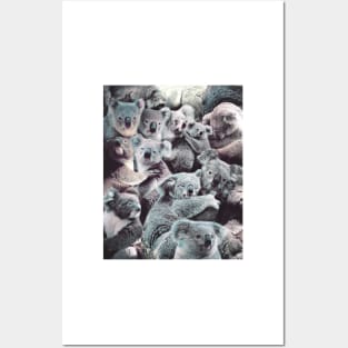 Koalas Posters and Art